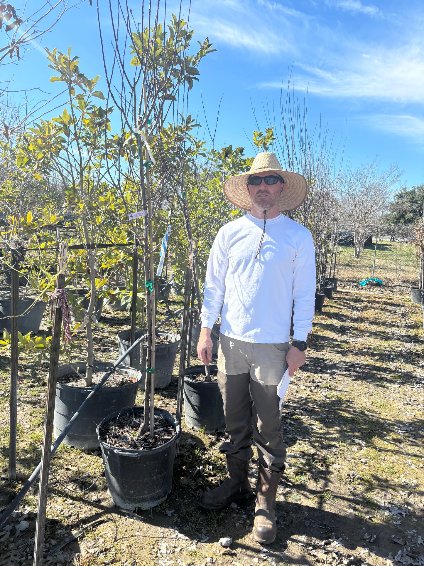 Mexican Plum