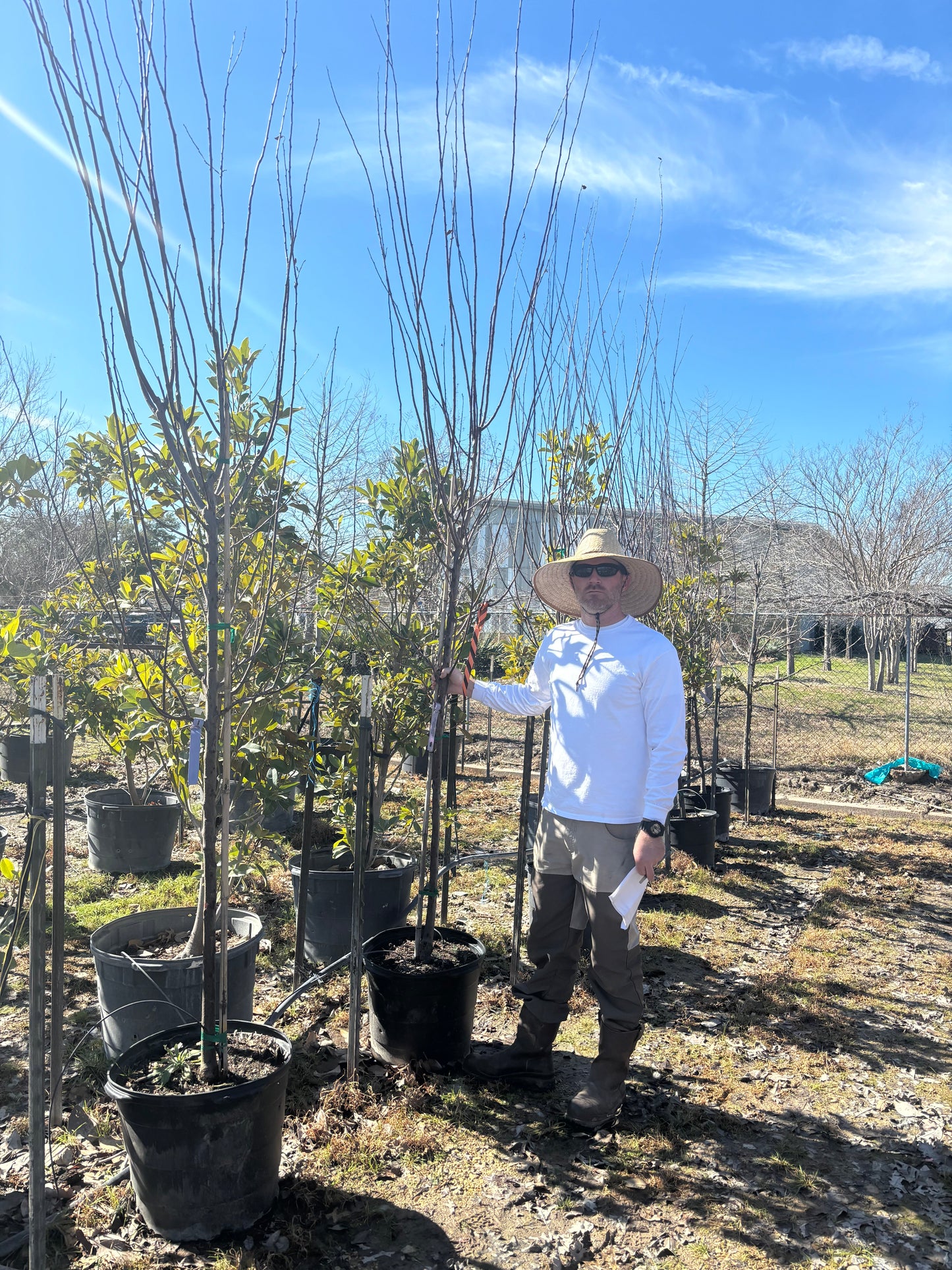 Purple Leaf Plum