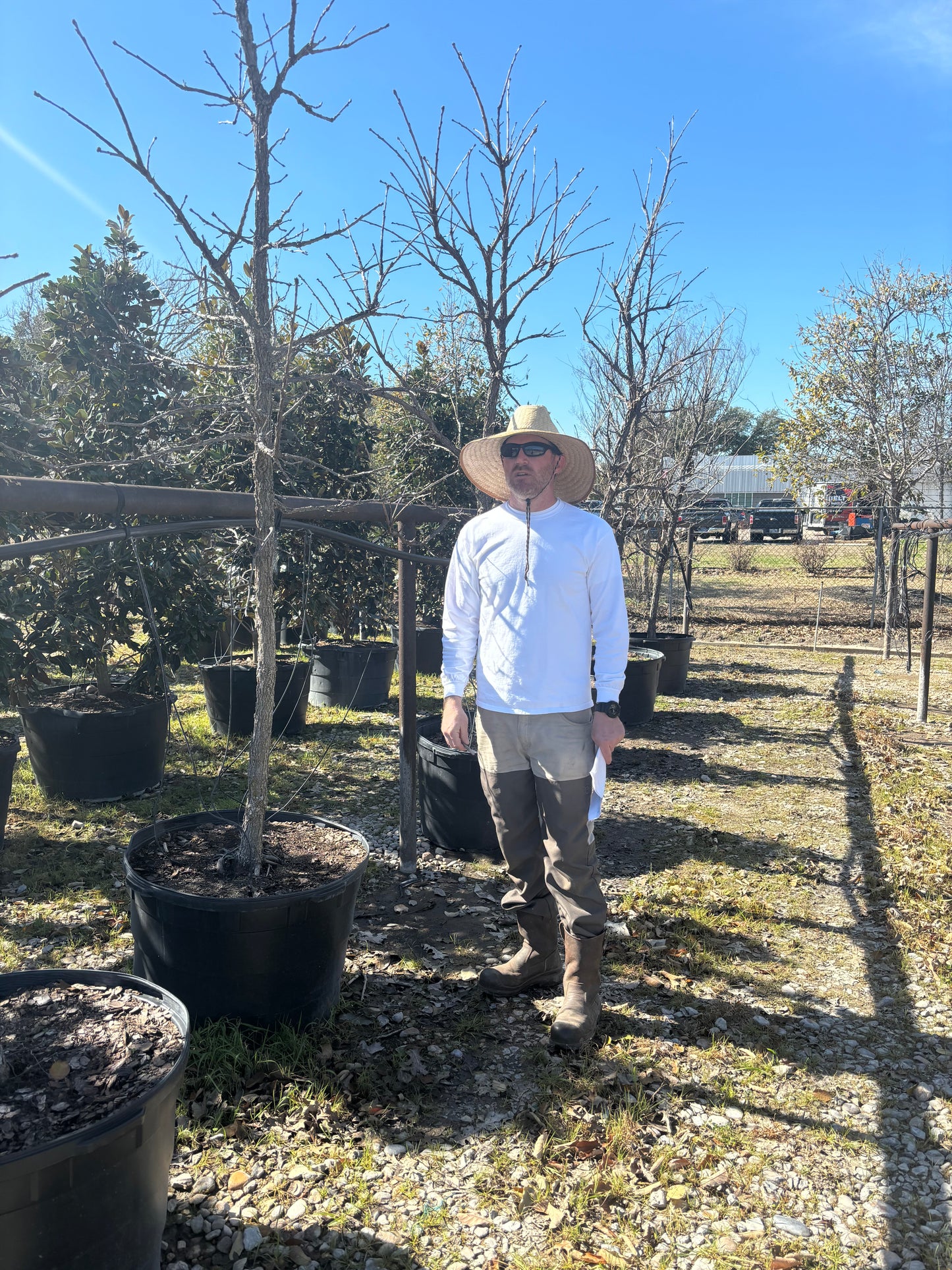 Bur Oak
