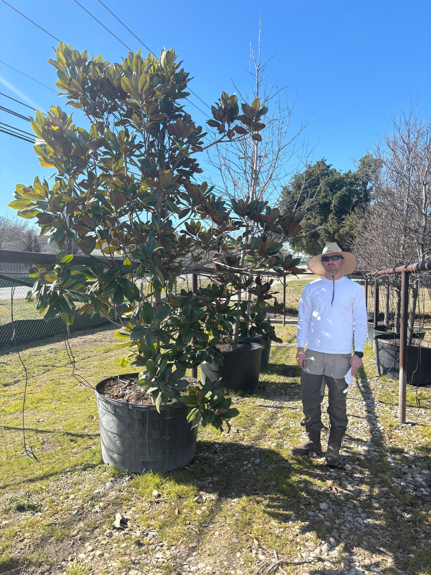 D. D. Blanchard Magnolia