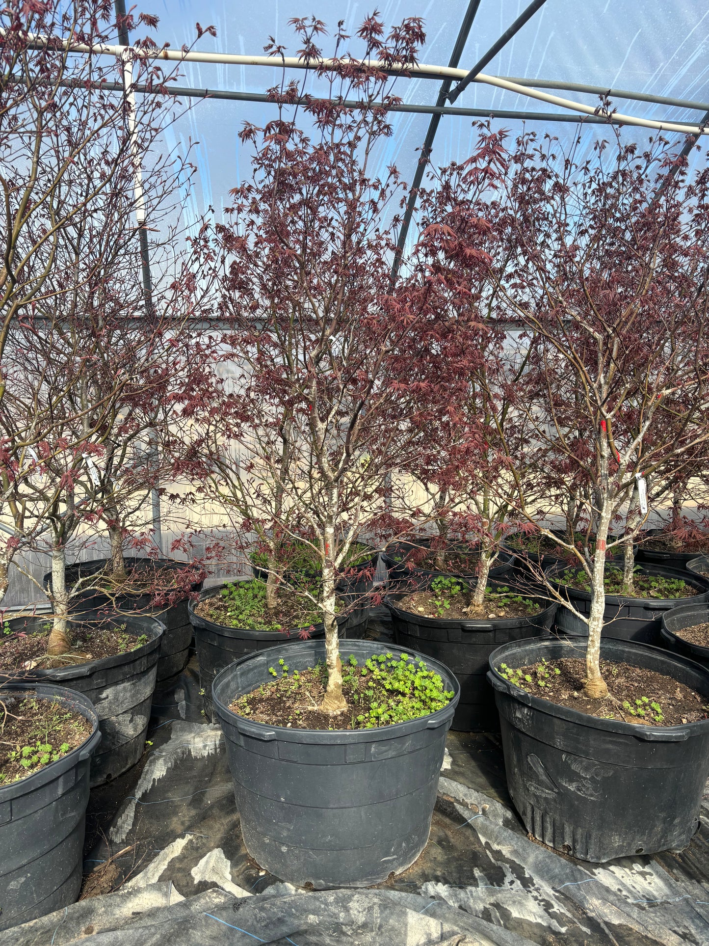 Bloodgood Maple