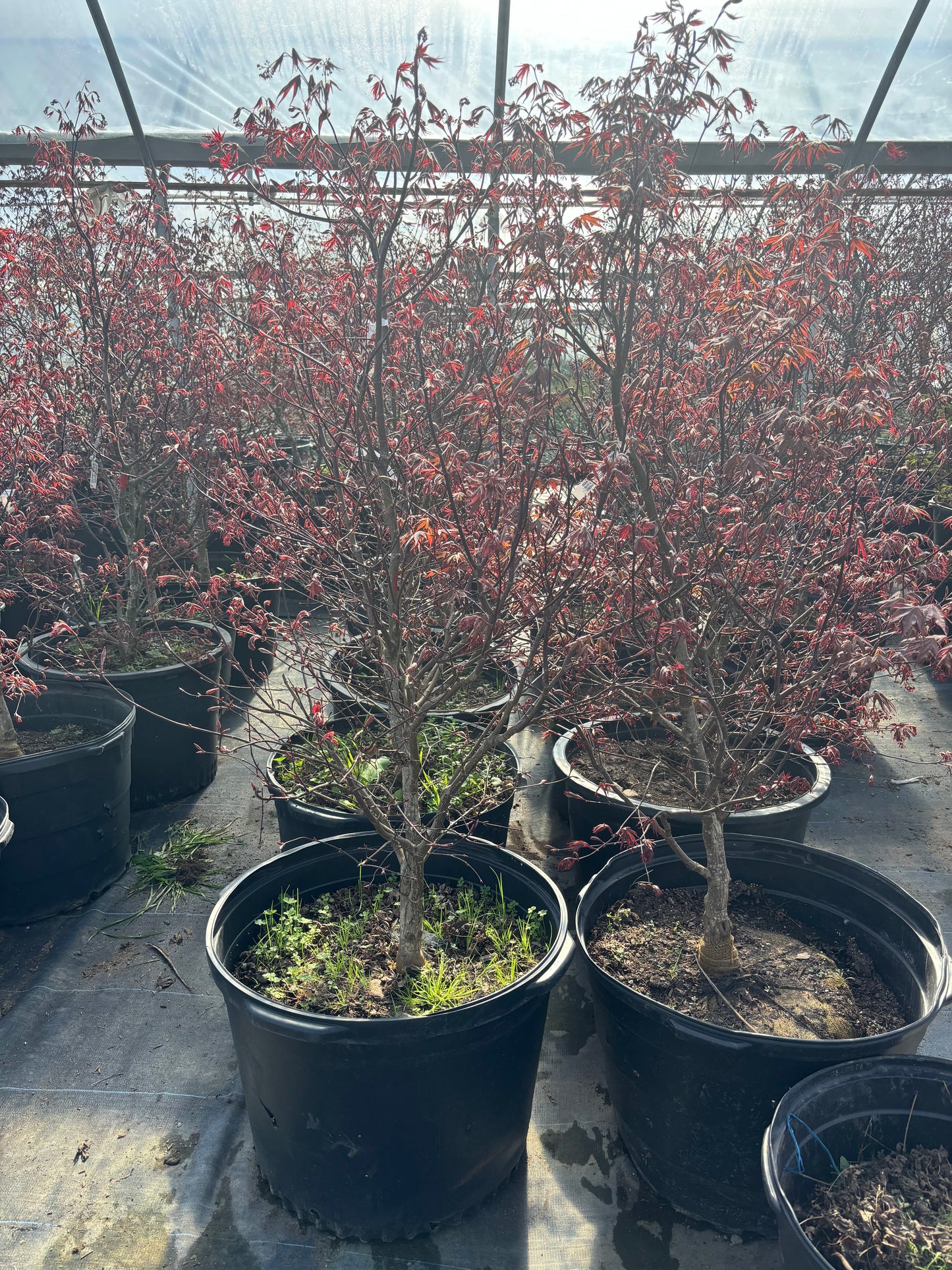 Bloodgood Maple