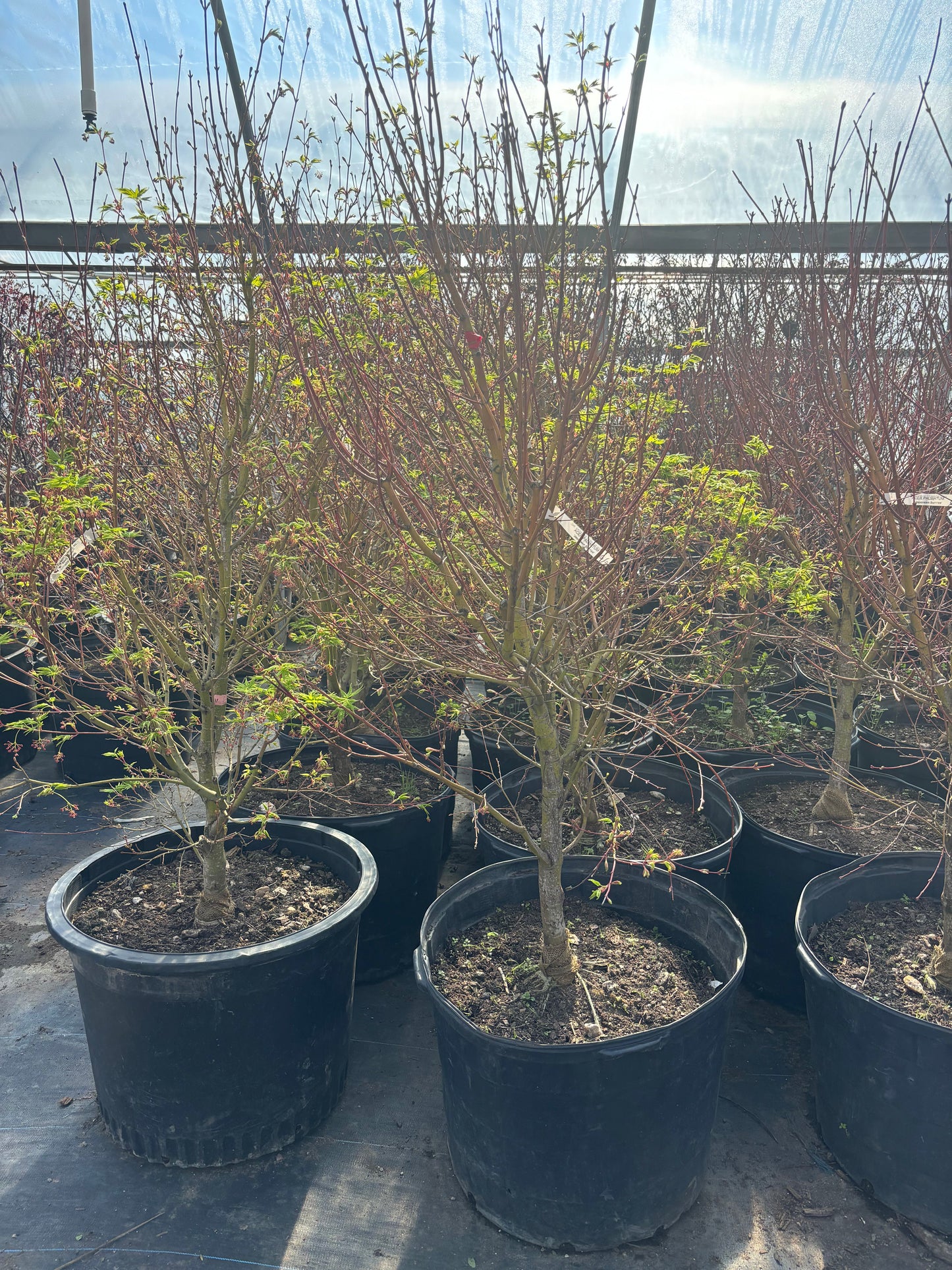 Japanese Sunrise Maple