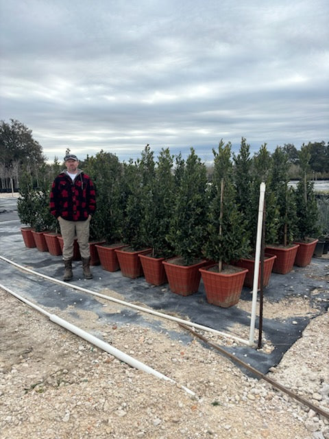 Cherry Laurel
