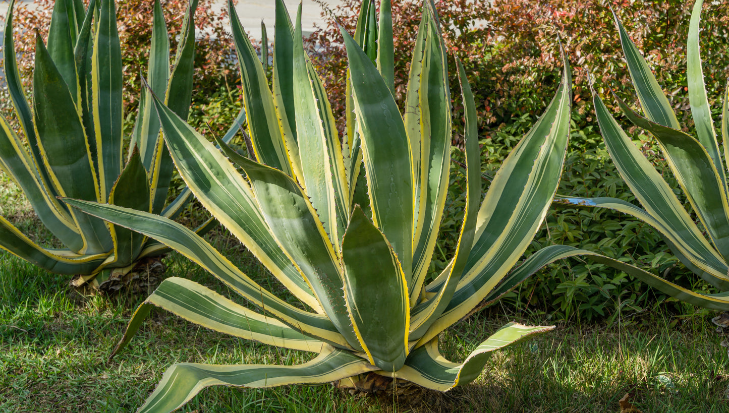 American Agave