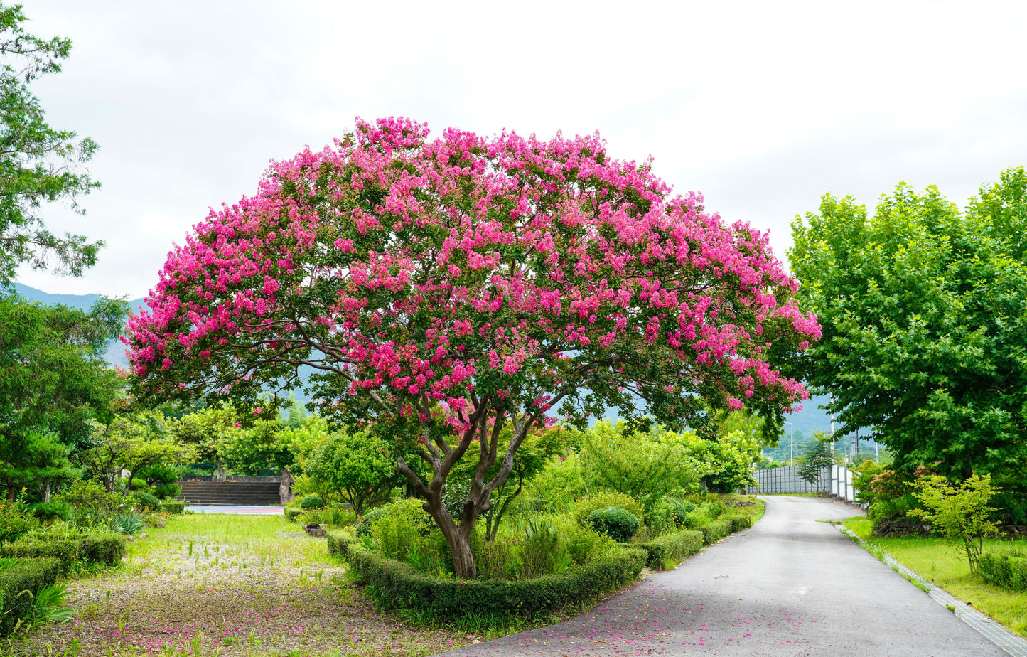 Arapaho Crape Myrtle