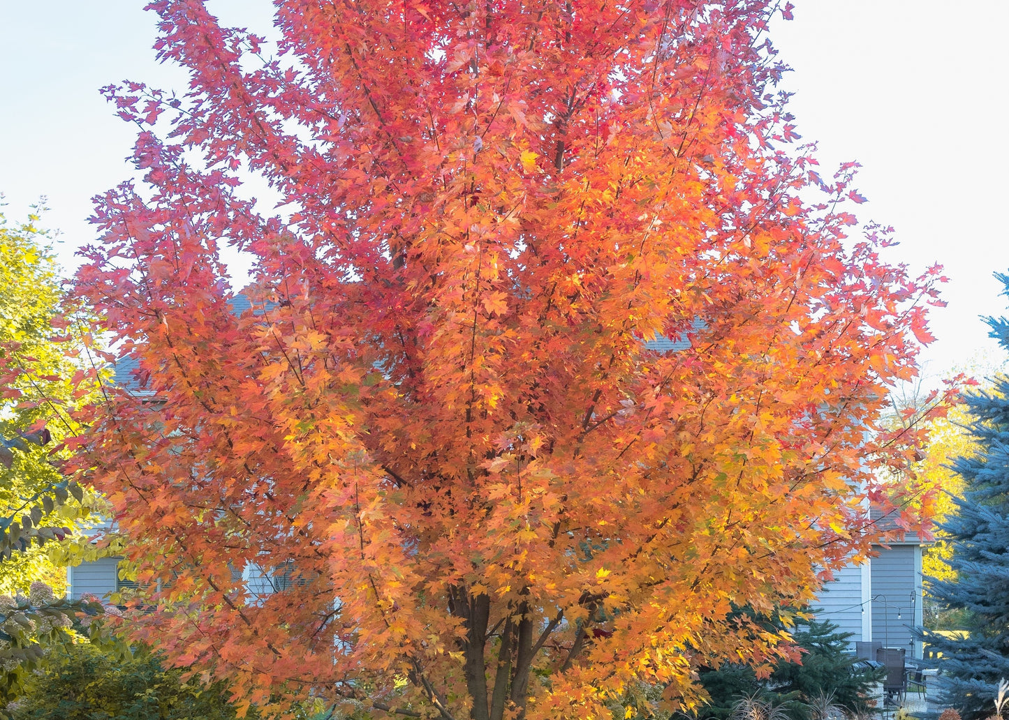 Autumn Blaze Maple