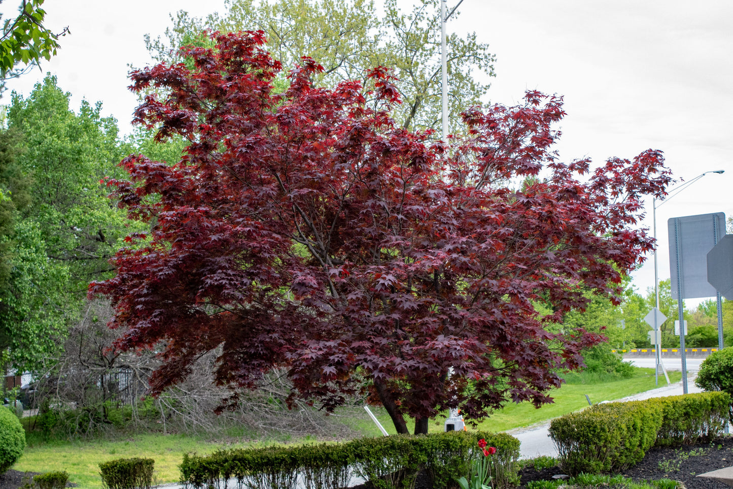 Bloodgood Maple
