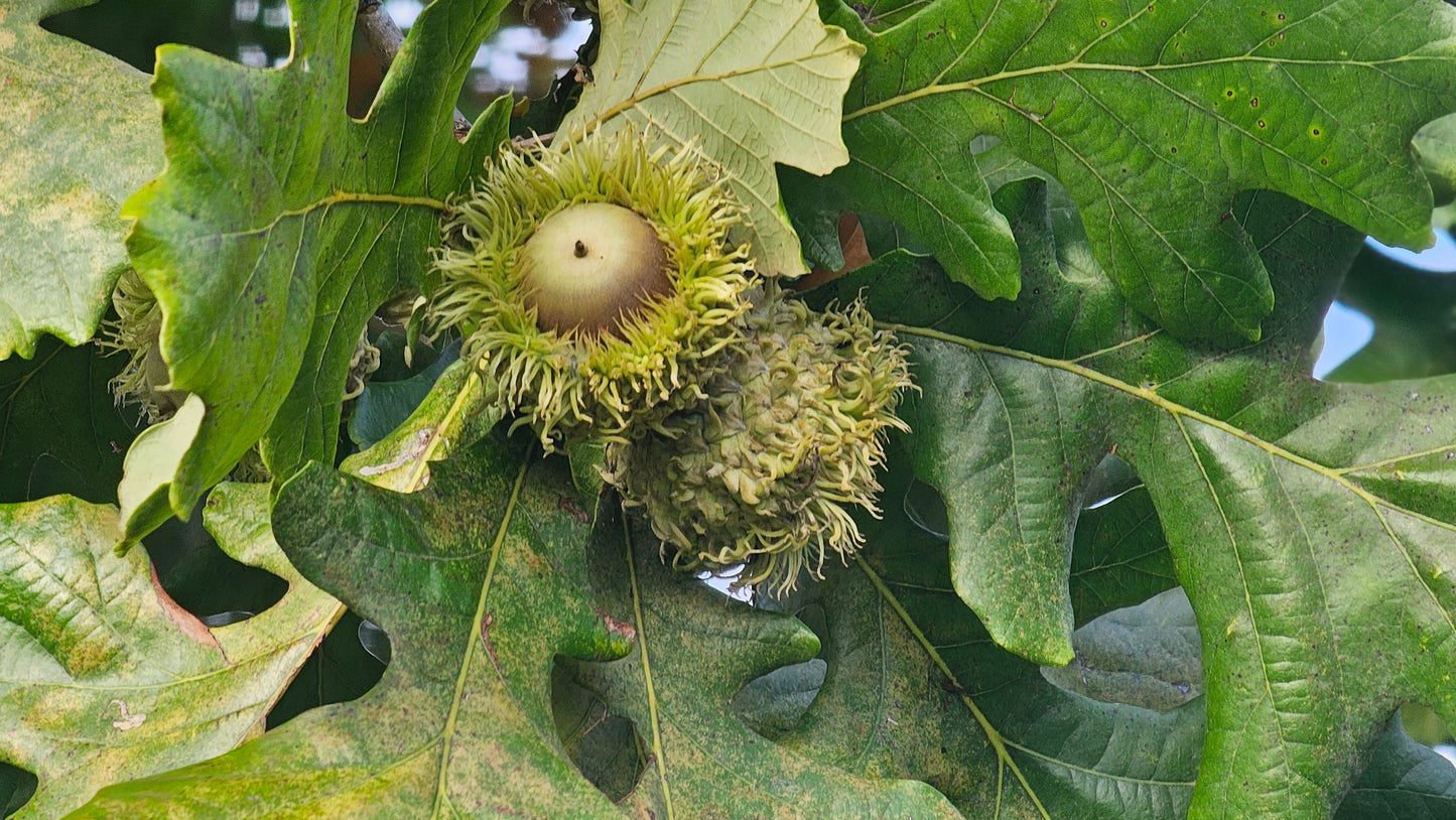 Bur Oak
