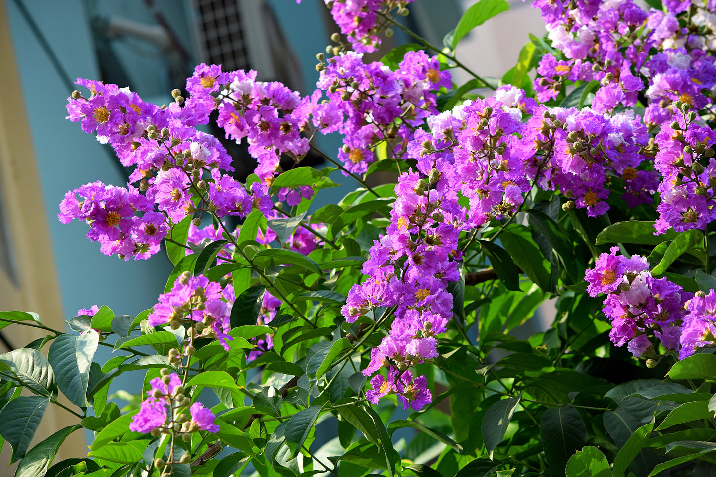 Catawba Crape Myrtle