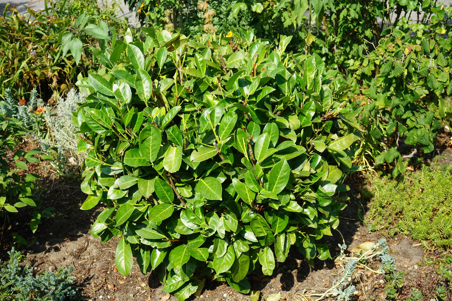 Cherry Laurel