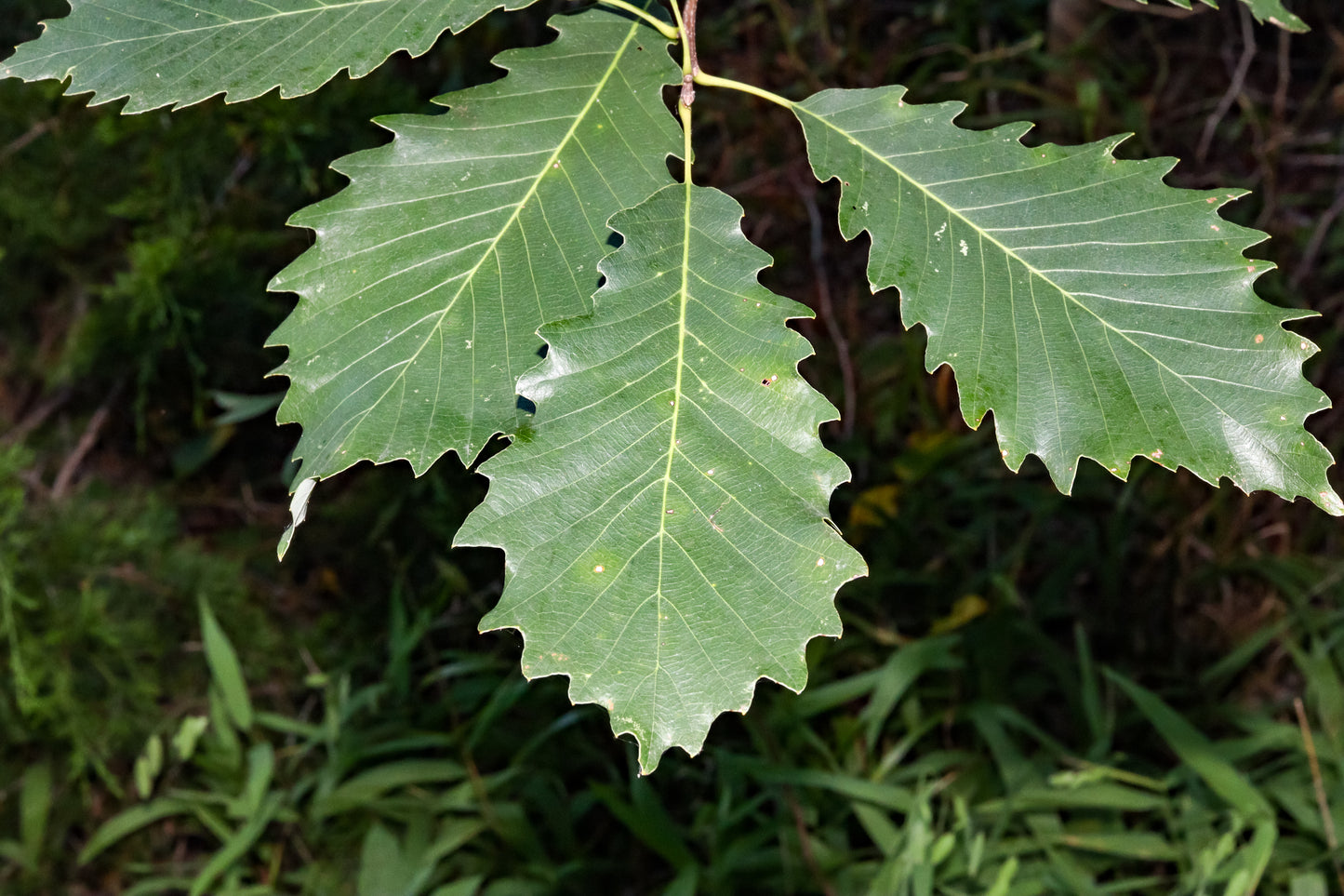 Chinquapin Oak