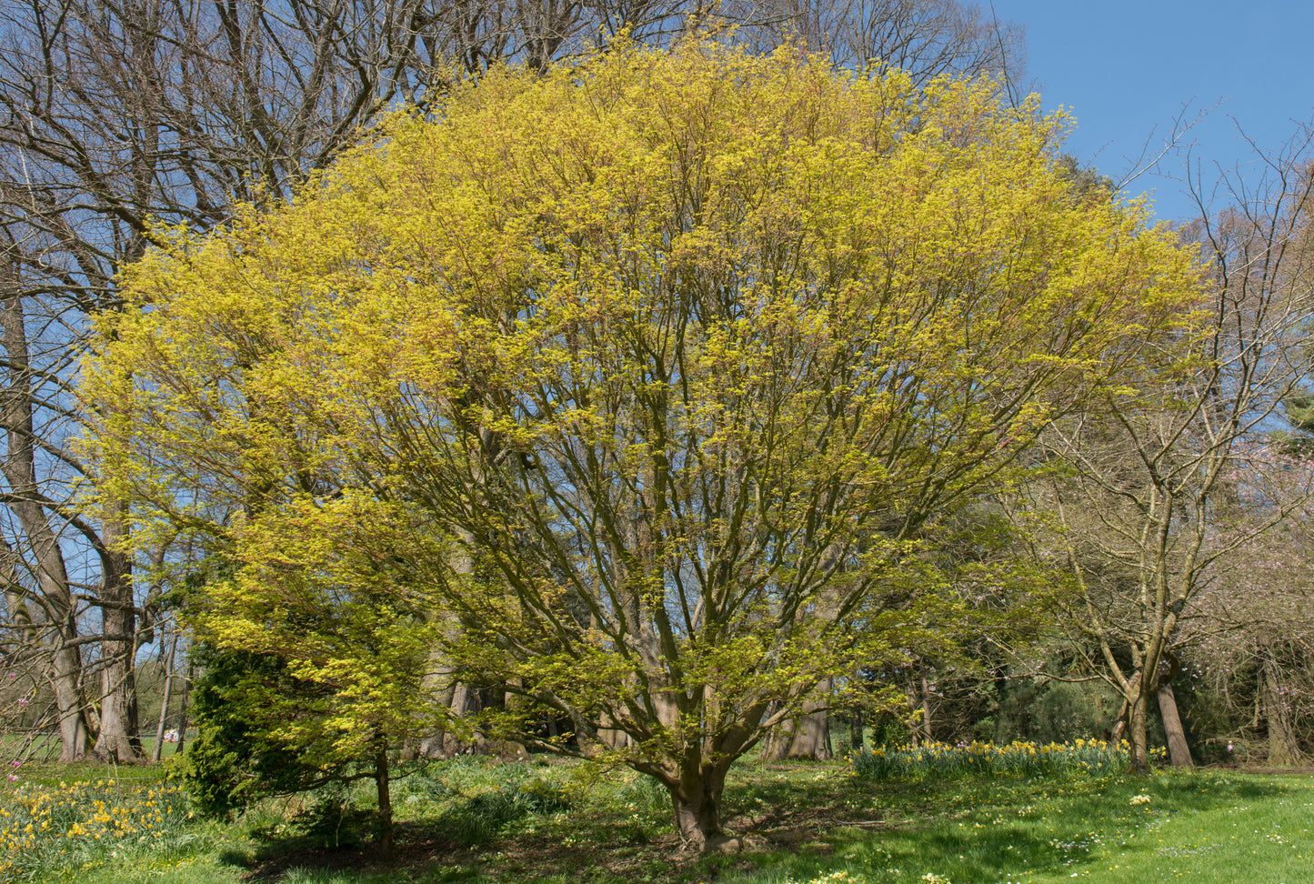 Coral Bark Maple