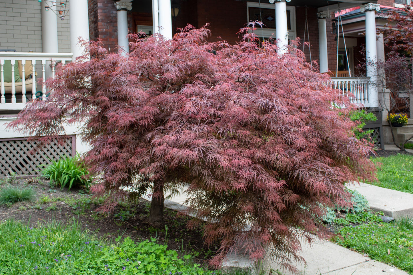Crimson Queen Maple
