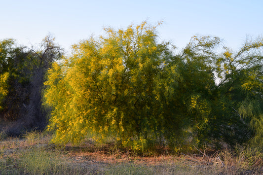 Desert Museum Palo Verde