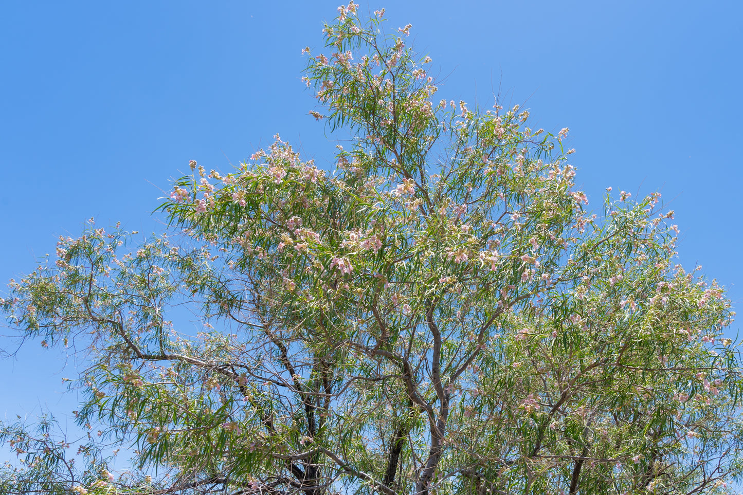 Desert Willow