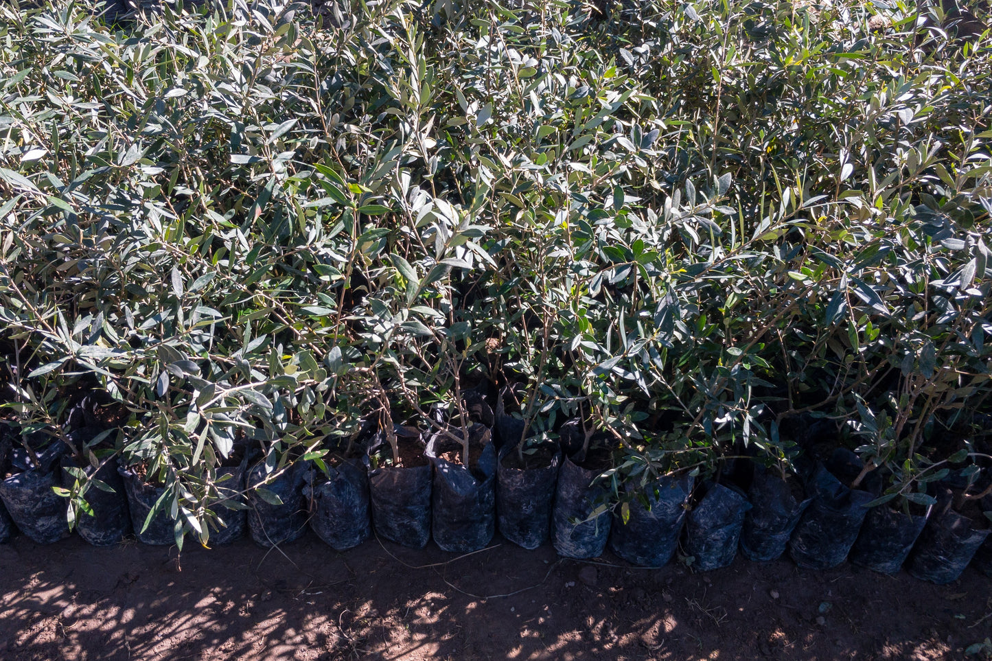 Dwarf Olive
