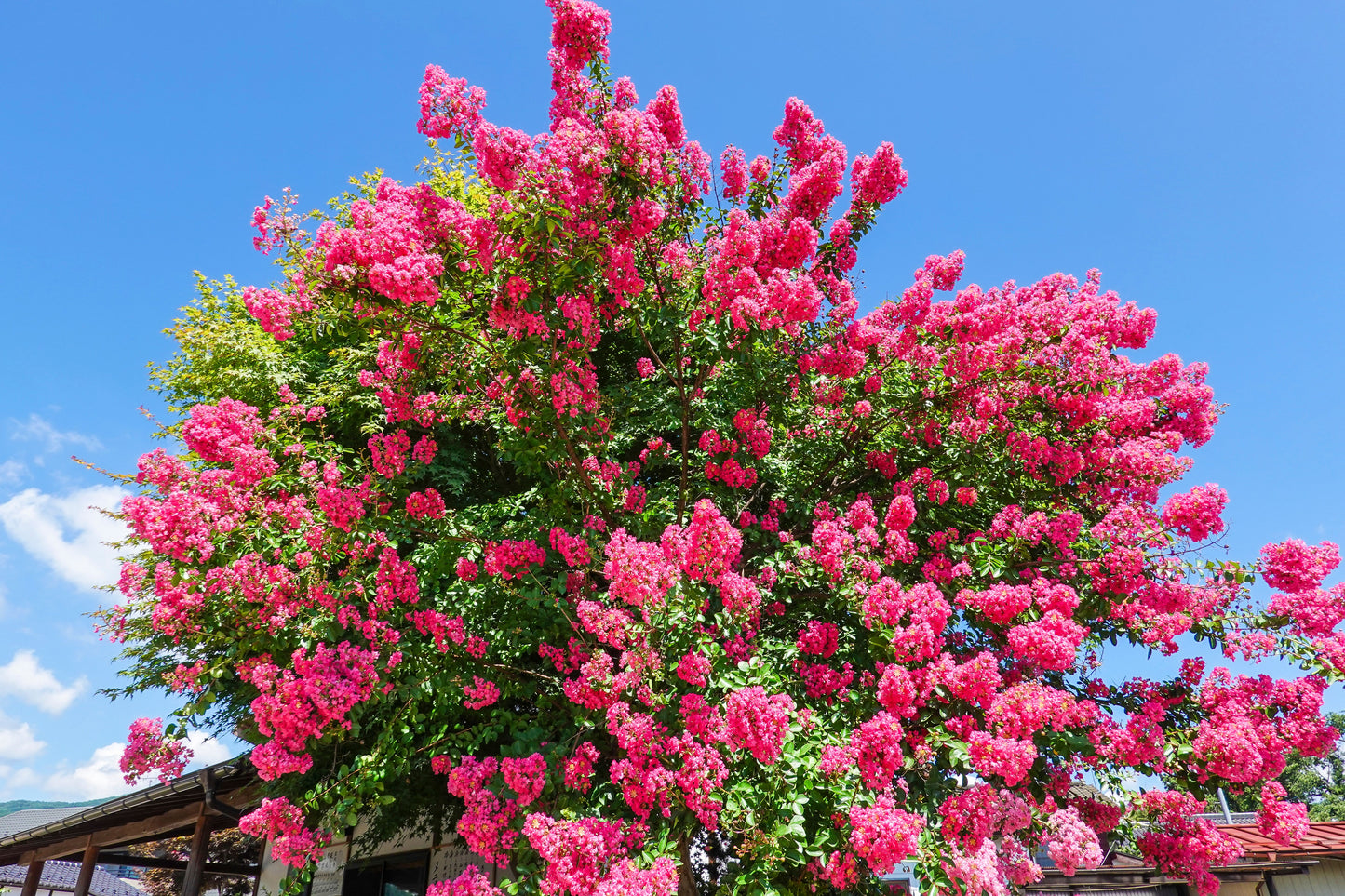 Dynamite Crape Myrtle