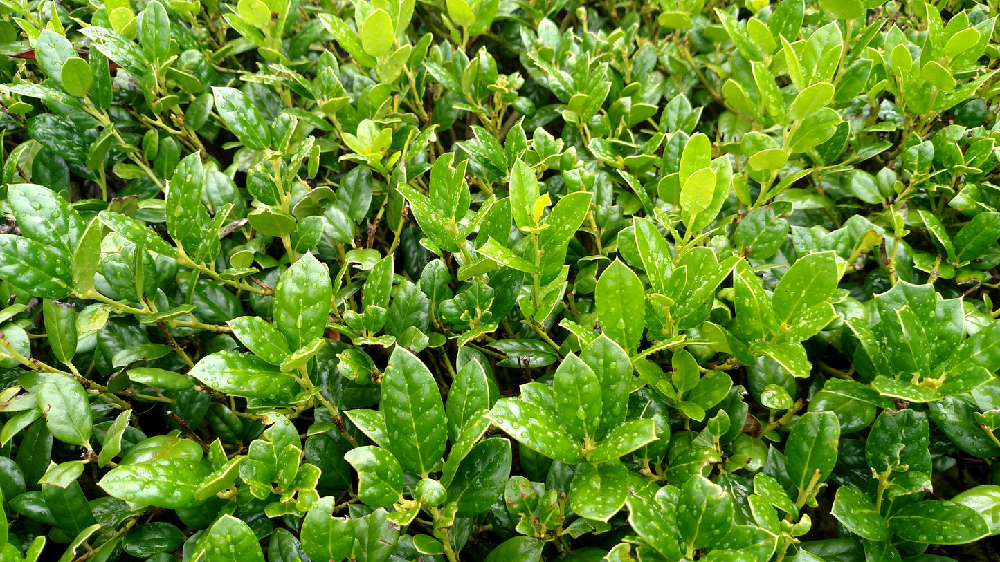 Eagleston Holly