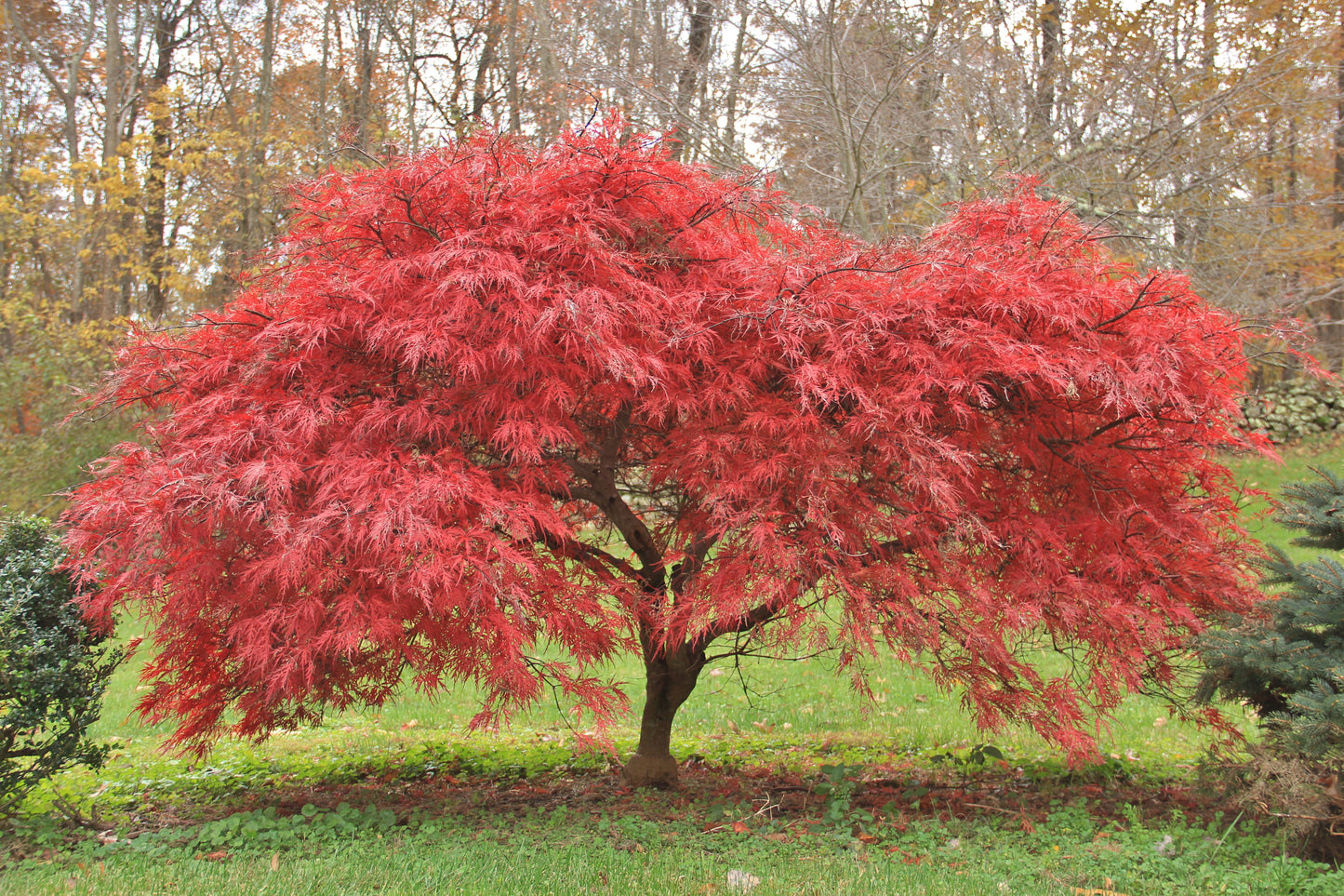 Emperor Maple