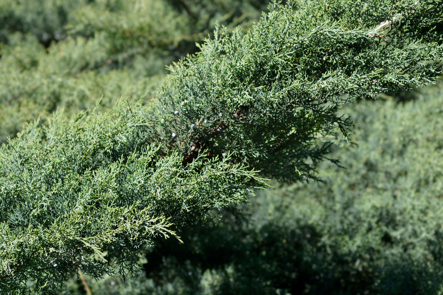 Hetzi Juniper