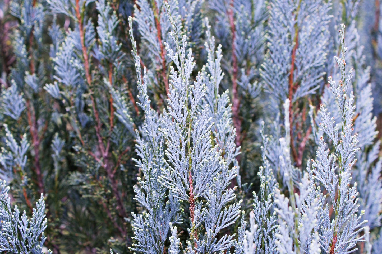Arizona Icee Blue Cypress