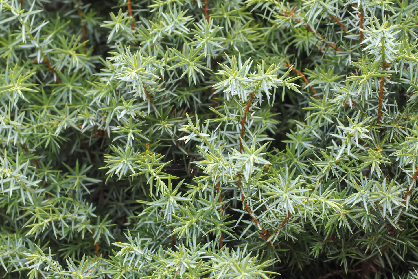 Irish Juniper