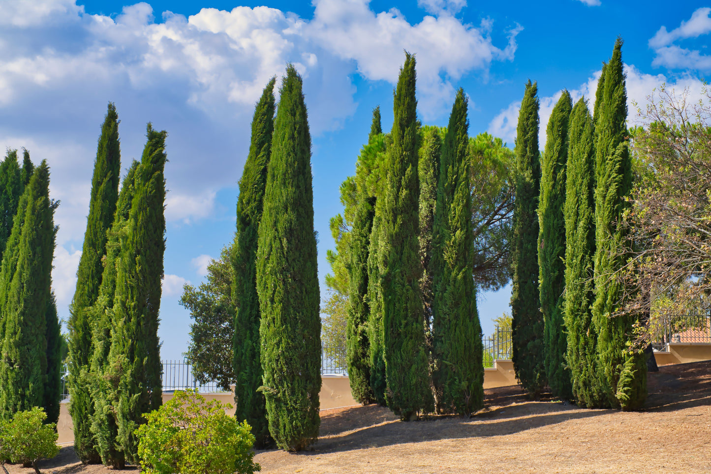Italian Cypress