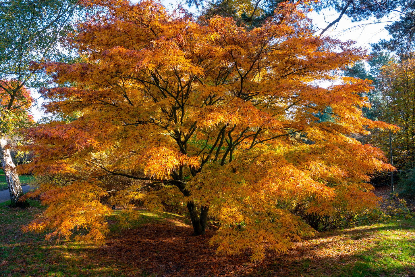 Japanese Sunrise Maple