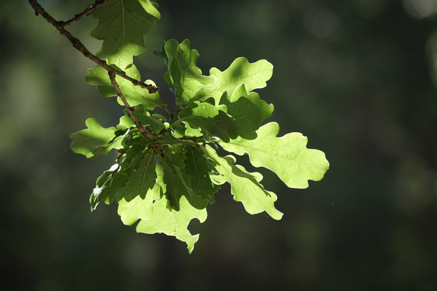 Lacey Oak