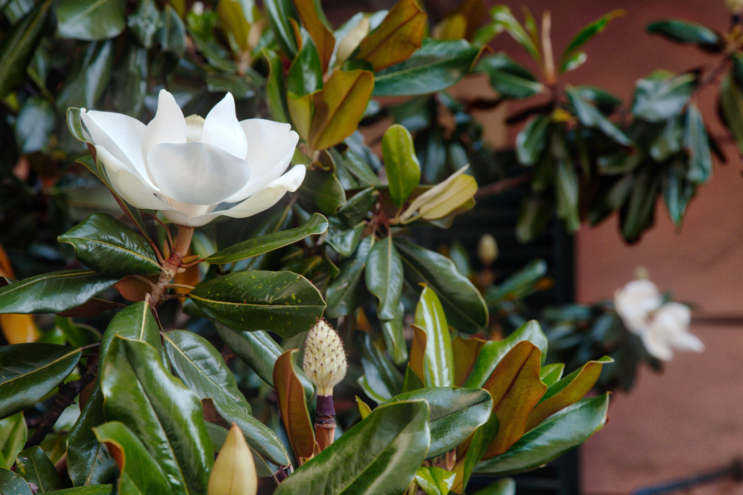 Little Gem Magnolia