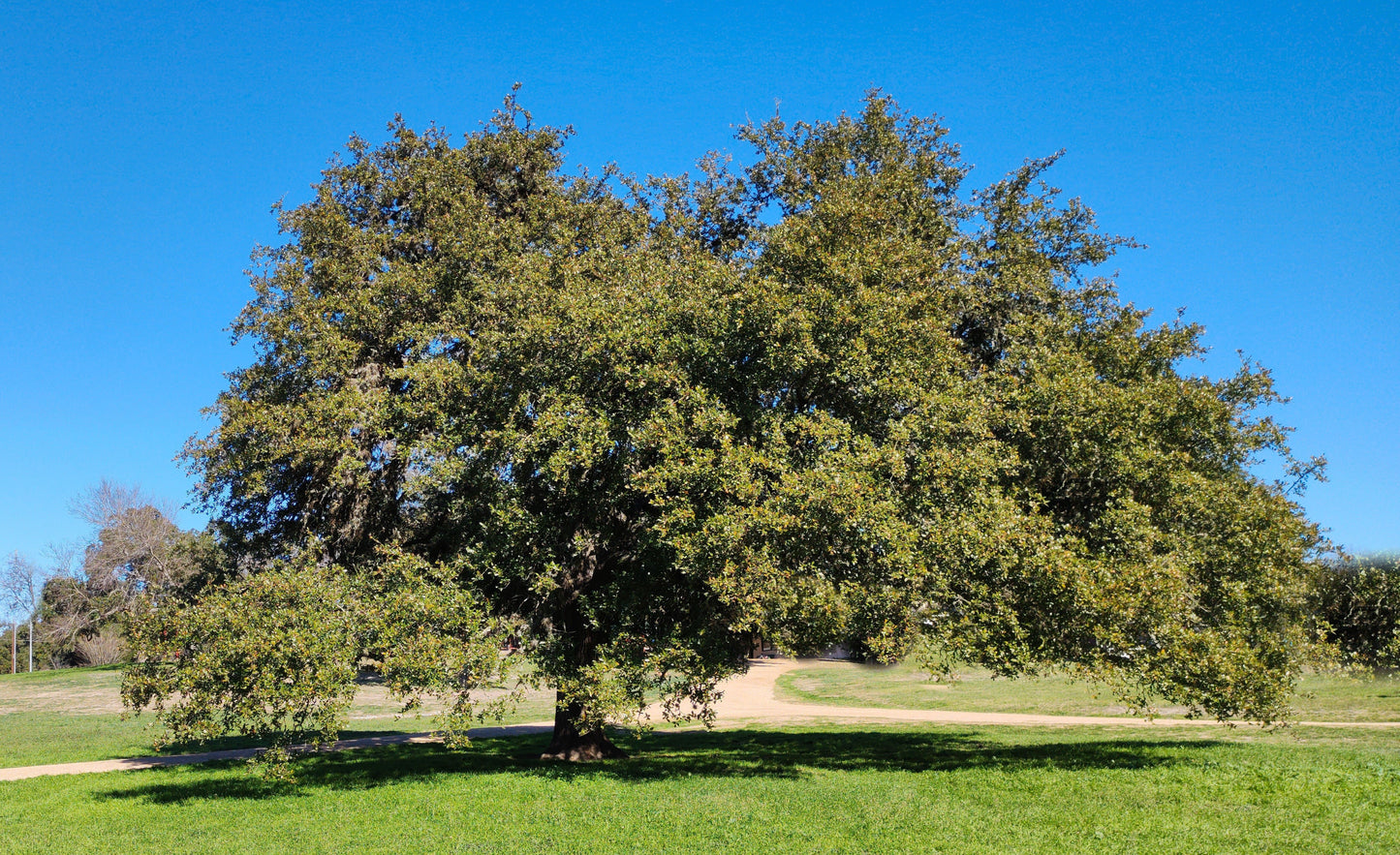 Live Oak