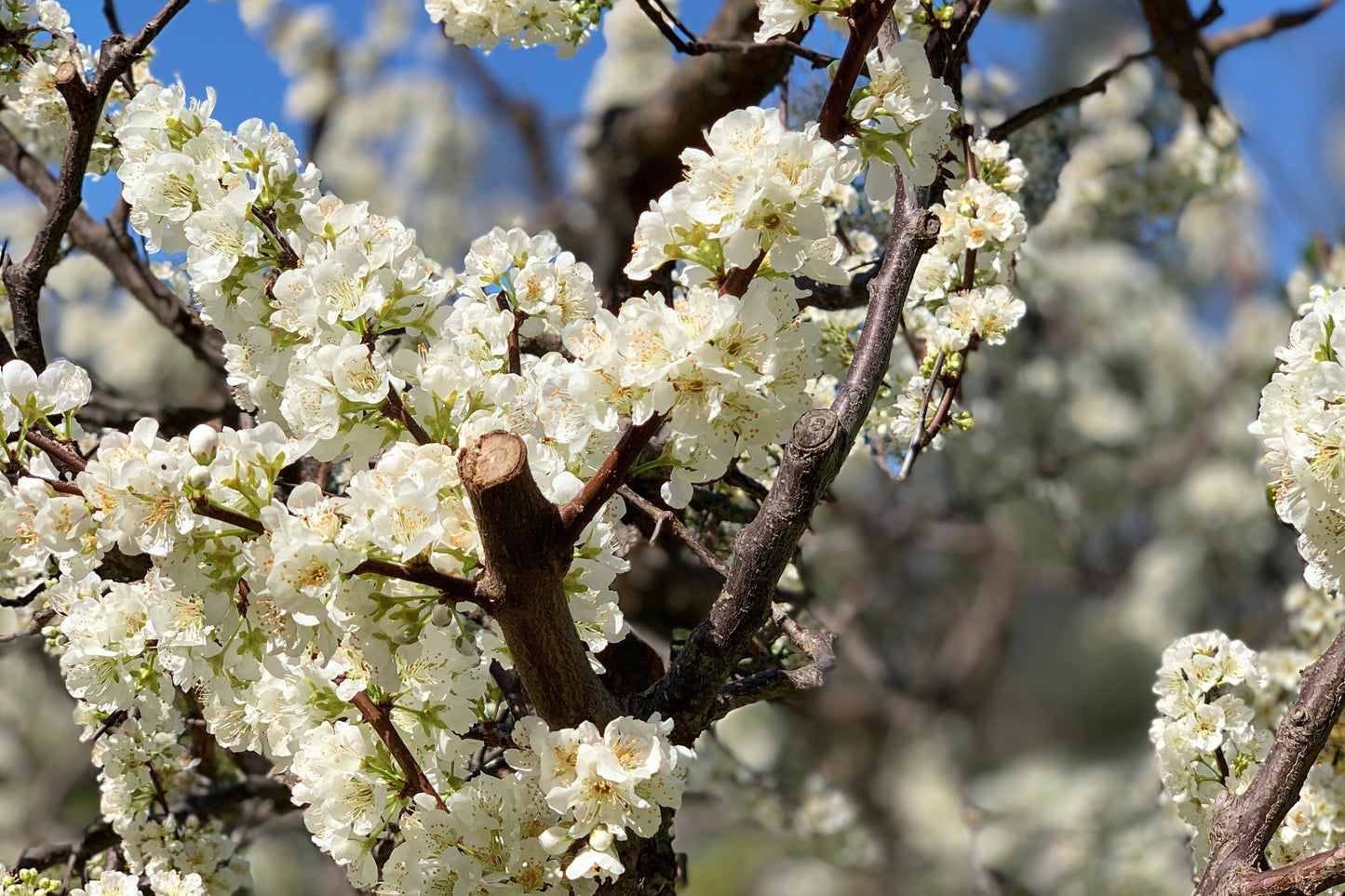 Mexican Plum