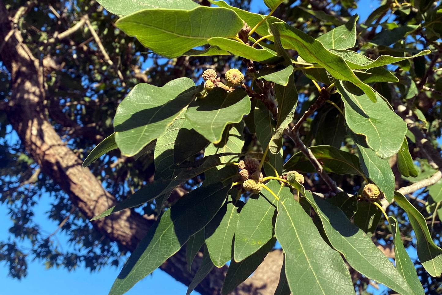 Mexican White Oak