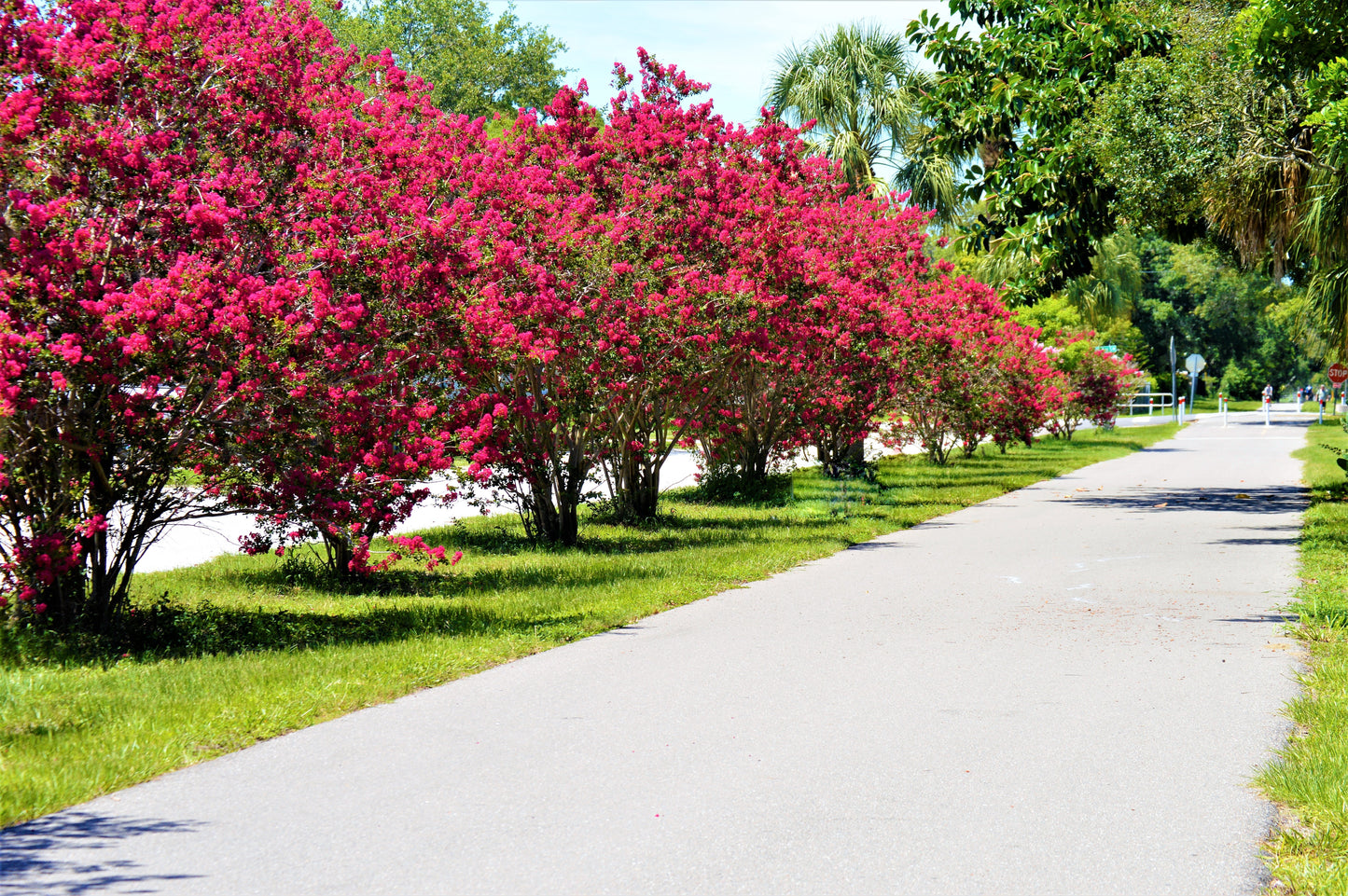 Miss Gail Crape Myrtle