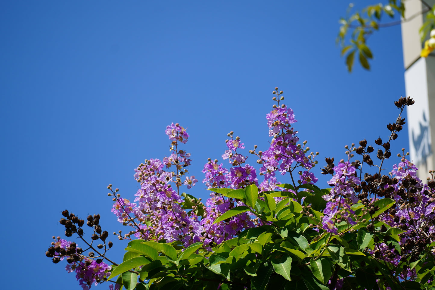 Muskogee Crape Myrtle