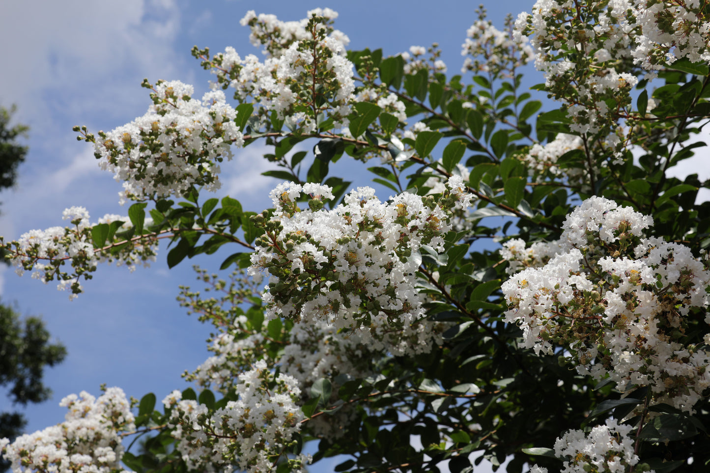 Natchez Crape Myrtle