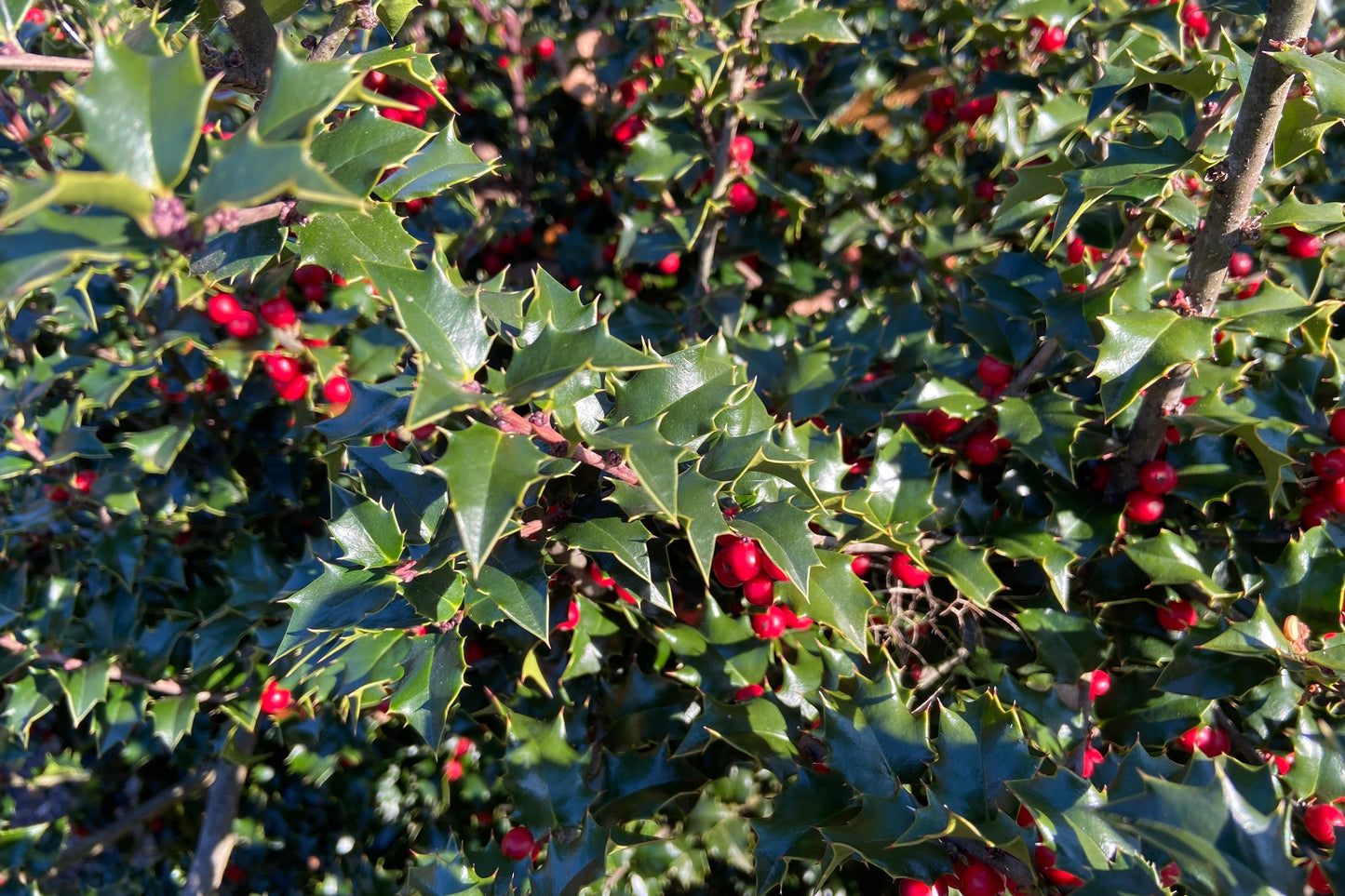 Nellie R. Stevens Holly