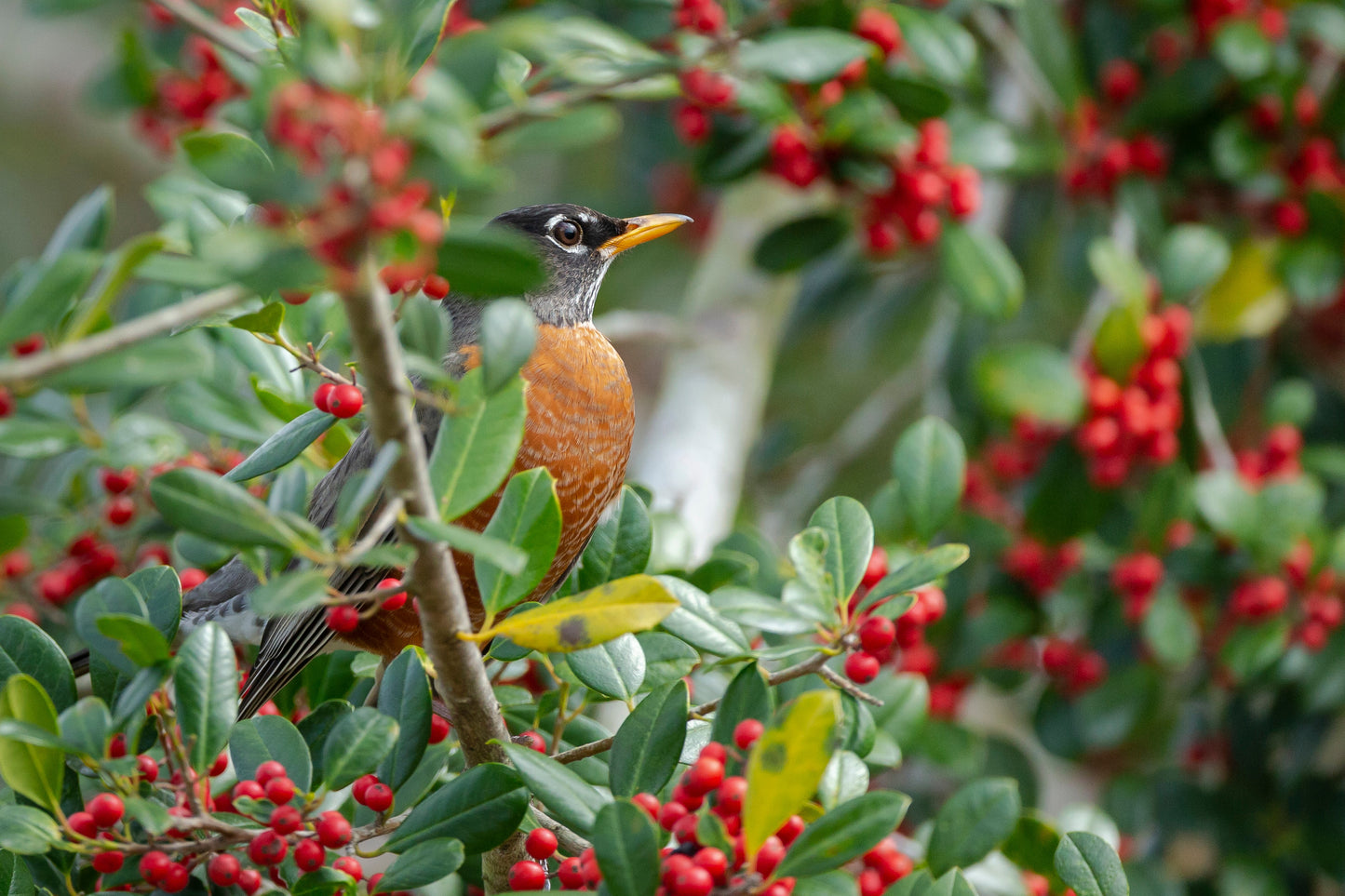 East Palatka Holly