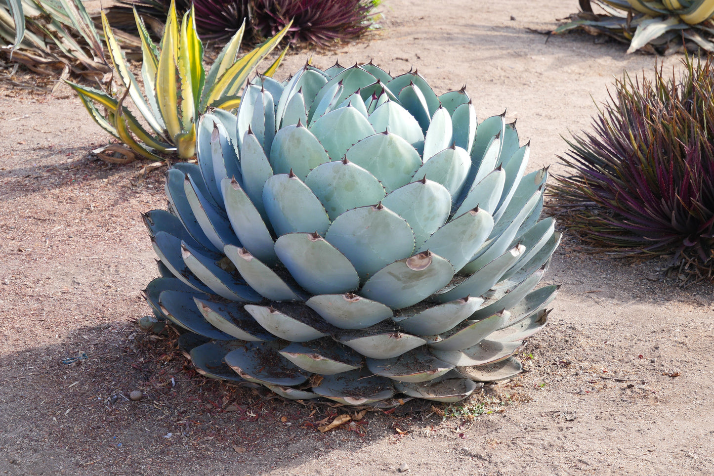 Parryi Agave