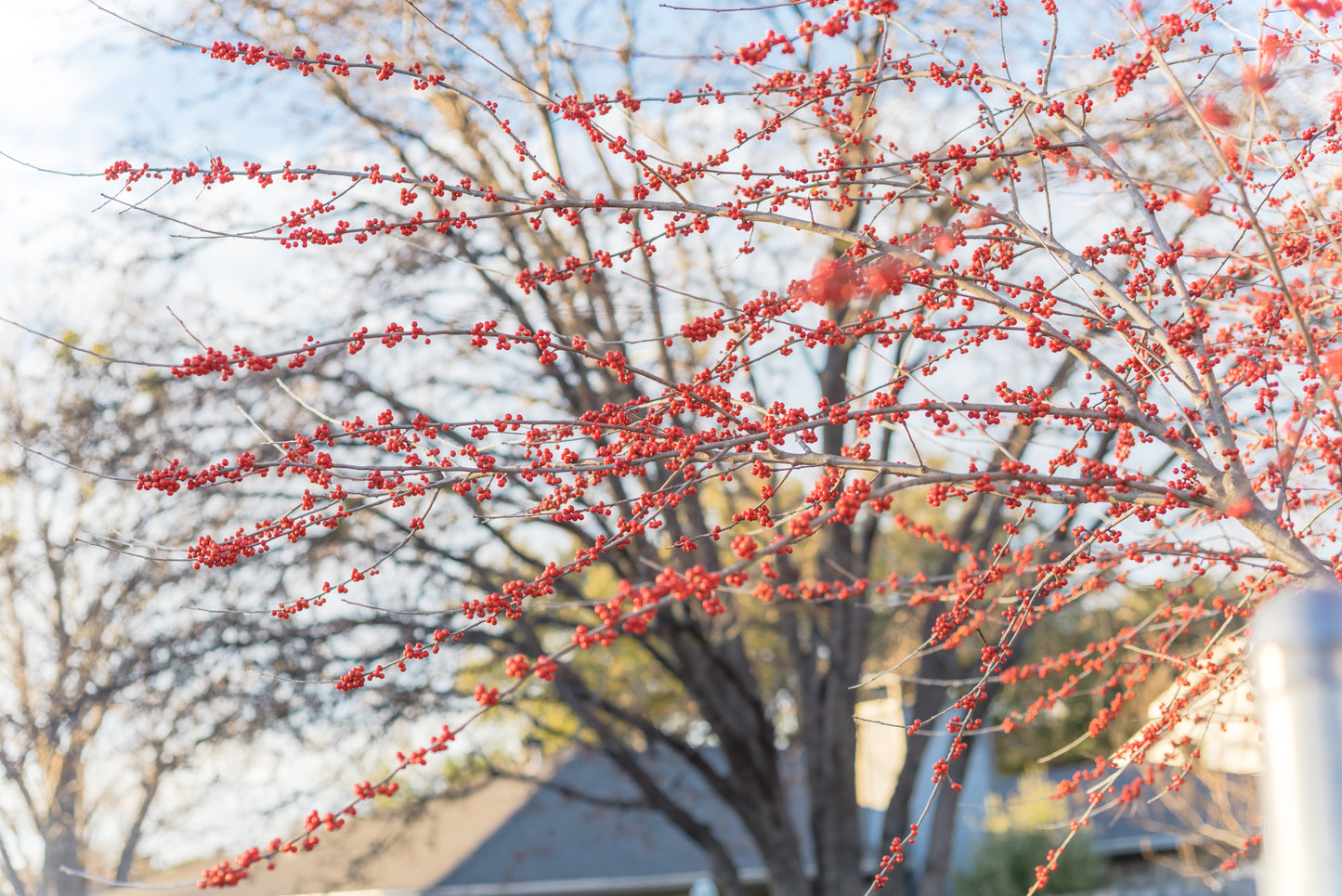 Possumhaw Holly