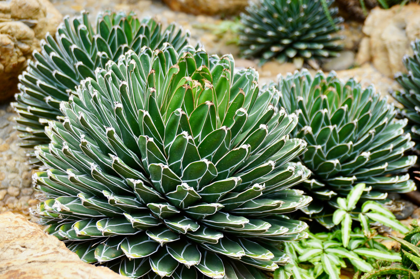 Queen Victoria Agave