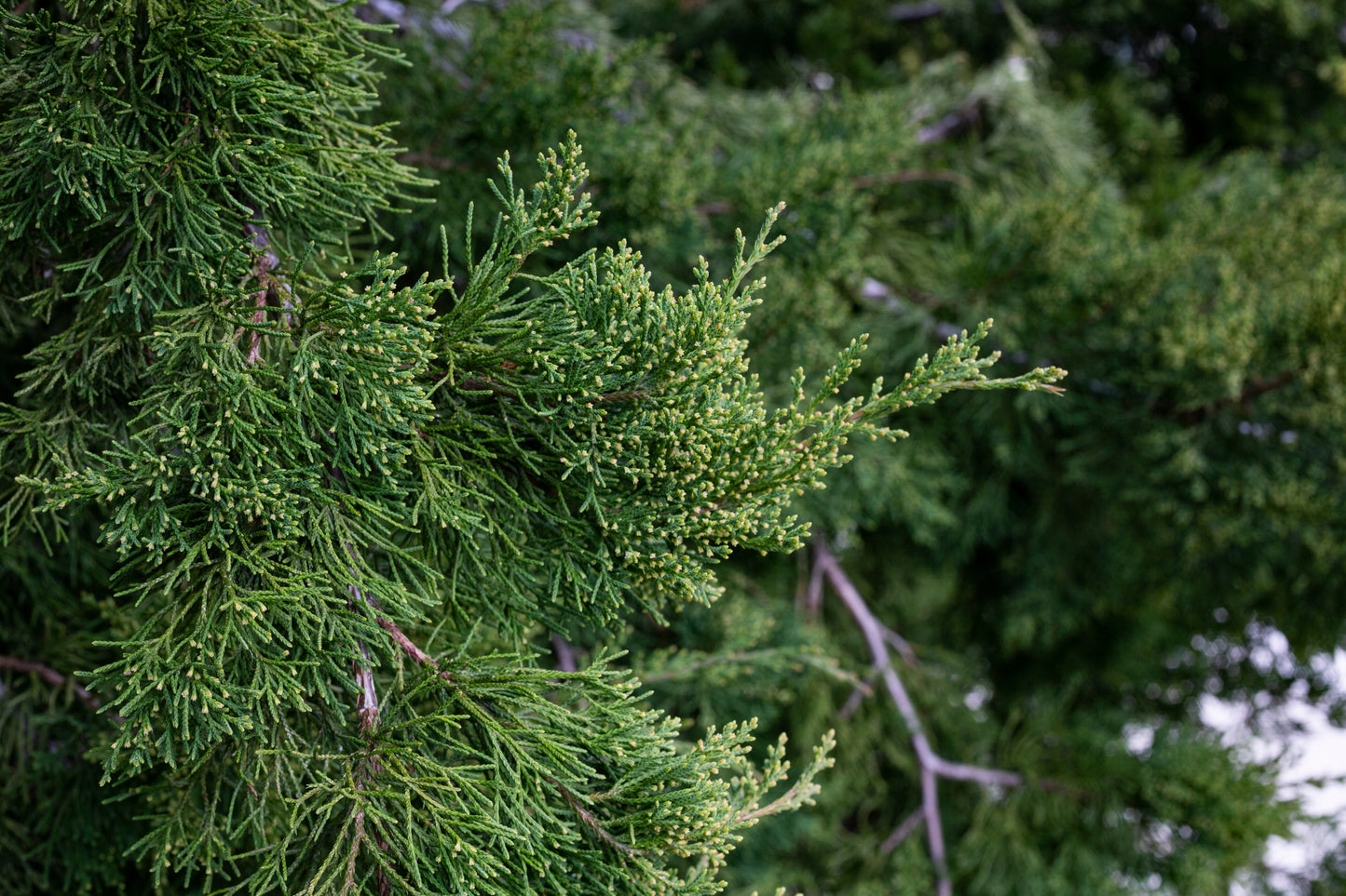 Idyllwild Red Cedar