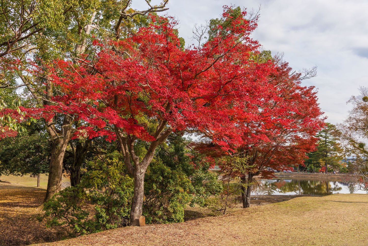 Red Maple