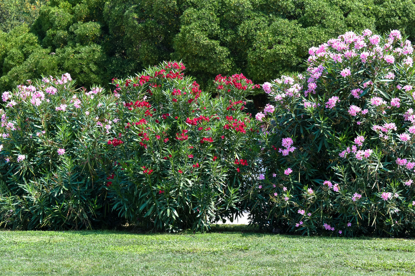 Red Oleander