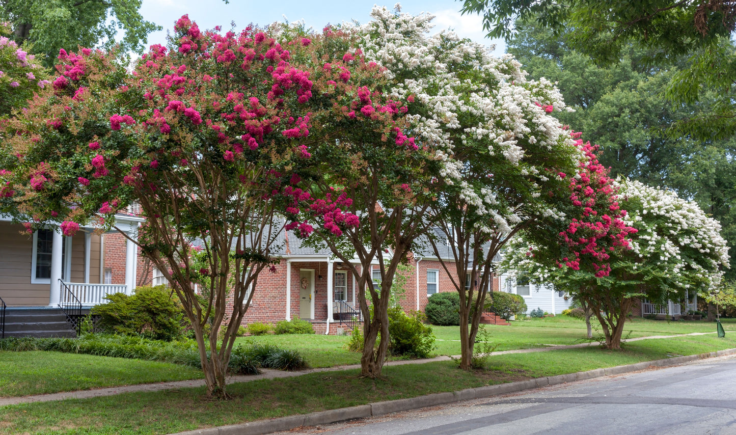 Red Rocket Crape Myrtle