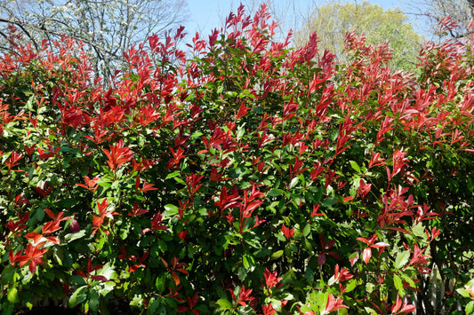 Red Tip Photinia