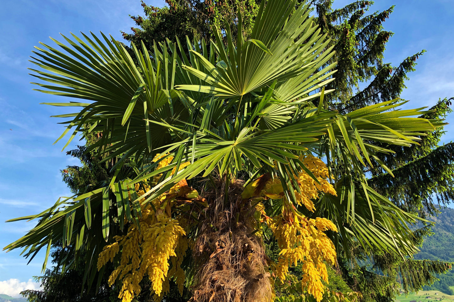 Texas Sabal Palm