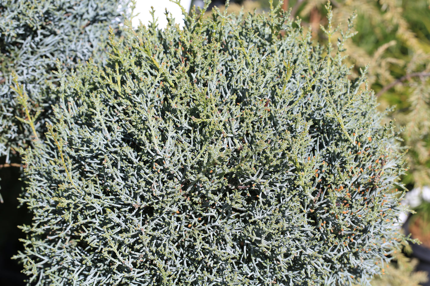 Arizona Carolina Sapphire Cypress