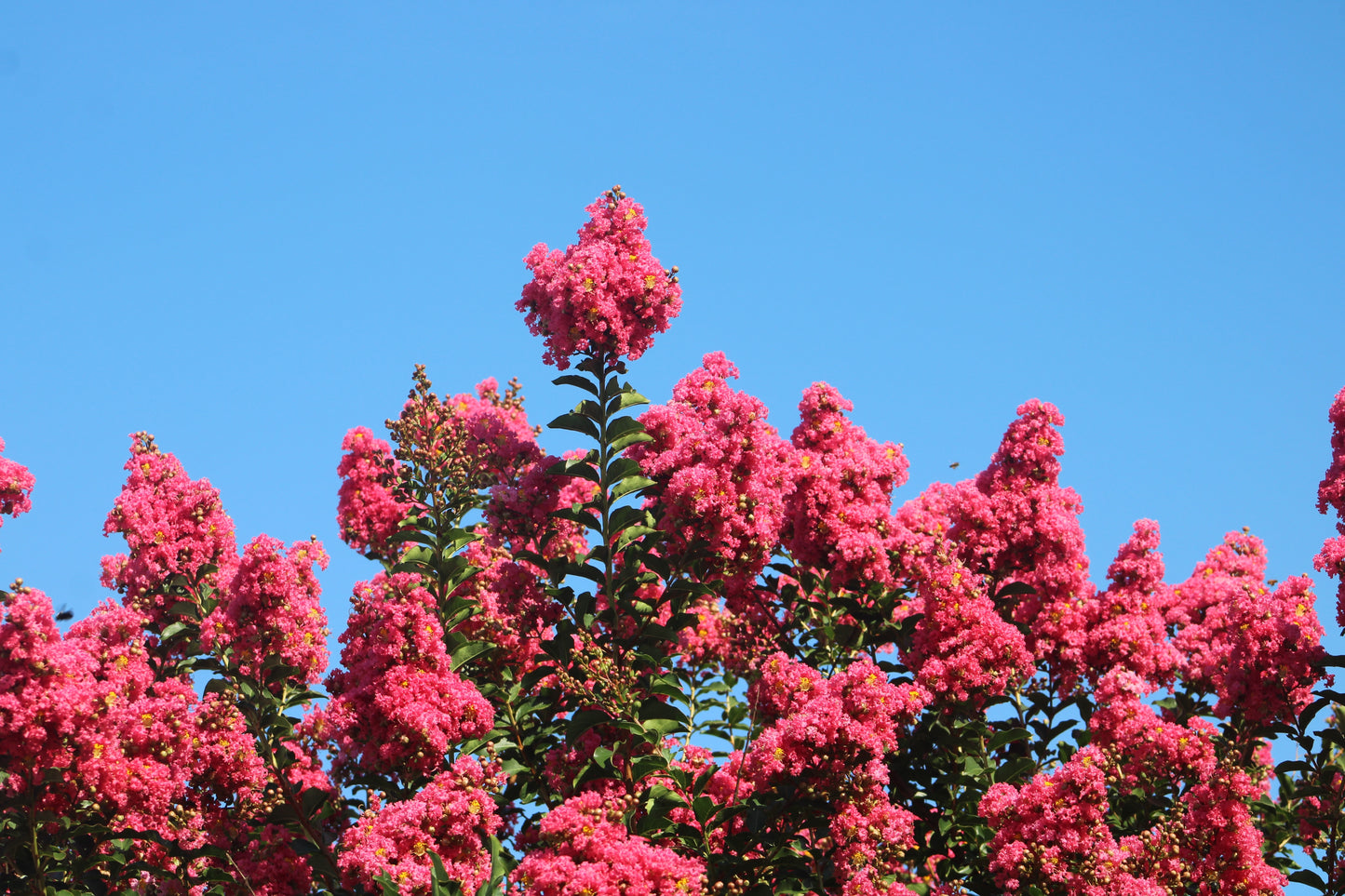Scarlet Crape Myrtle